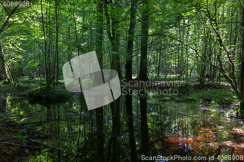 Image of Dark shady deciduous stand in summer