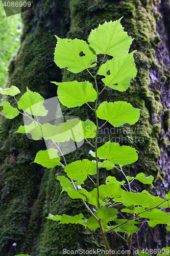Image of Juvenile linden tree branch with leaves closeup