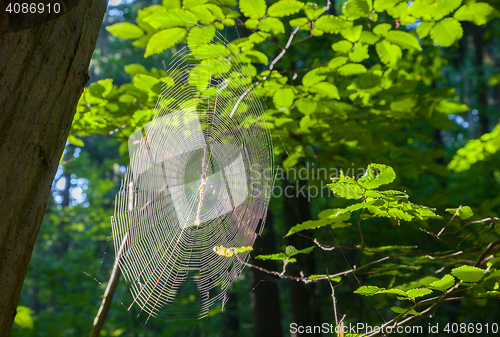 Image of Spiders\'s web in morning sun