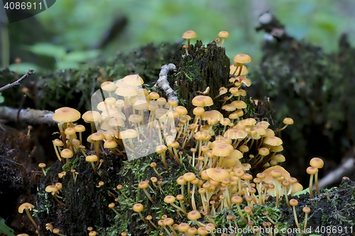 Image of Old stump moss wrapped with some fungus