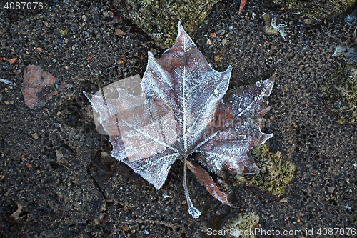 Image of Fallen frosty leaves