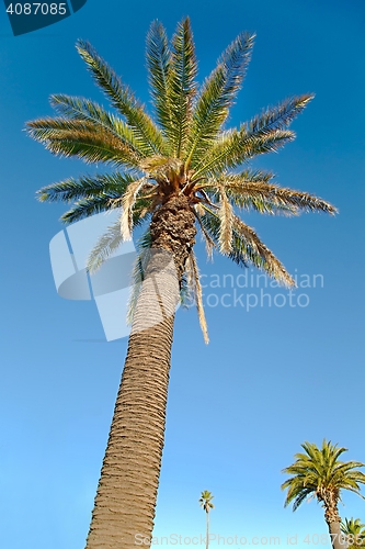 Image of Palm Tree Low Angle