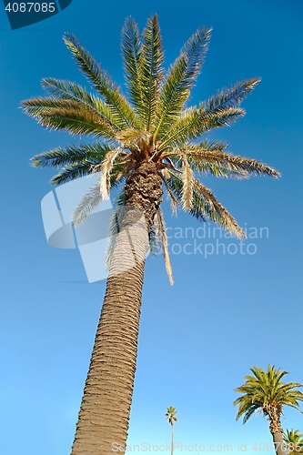 Image of Palm Tree Low Angle