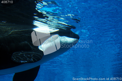 Image of Killer whale