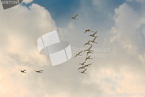 Image of Swan Flying Up