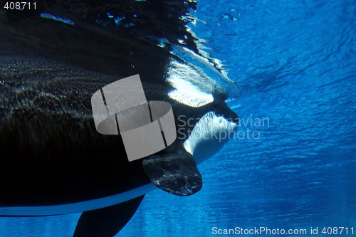 Image of underwater image of a killer whale