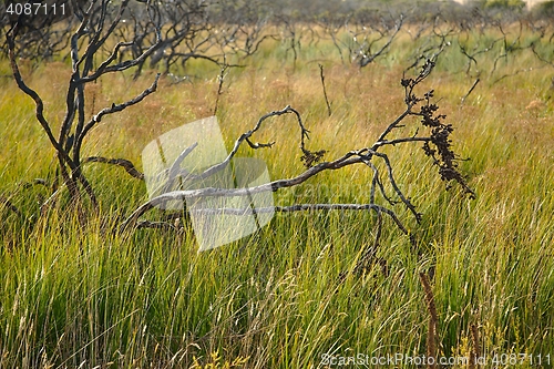 Image of Fields of Australian wild landscape