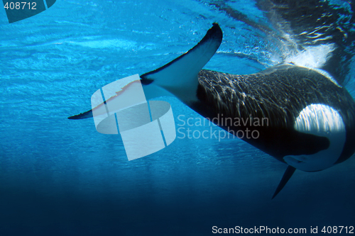 Image of Killer whale underwater