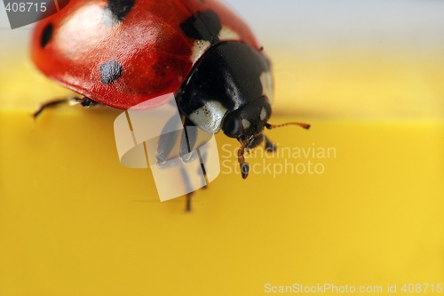 Image of Ladybug extreme macro