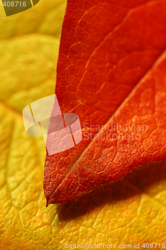 Image of leaf over leaf