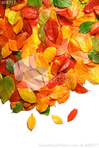 Image of Autumn leaves background