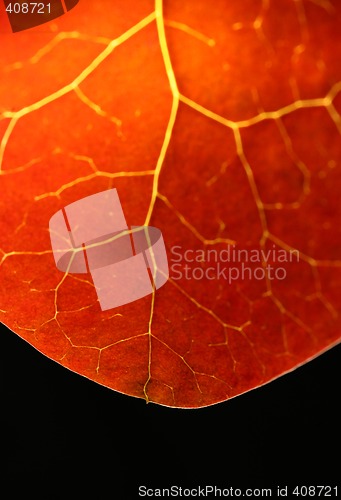 Image of Lightning strikes the leaf