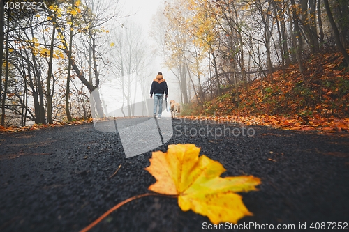 Image of Fallen leaf on the road