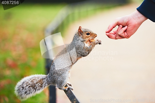 Image of Cute squirrel in the park