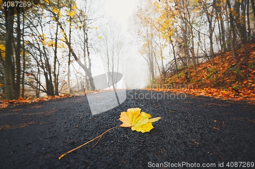 Image of Fallen leaf on the road