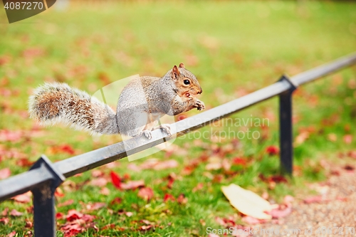 Image of Cute squirrel in autumn scene