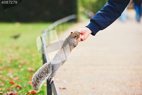 Image of Cute squirrel in the park