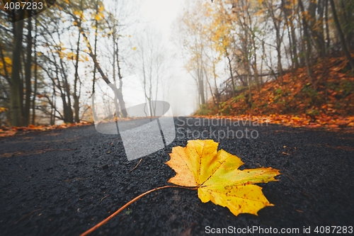 Image of Fallen leaf on the road