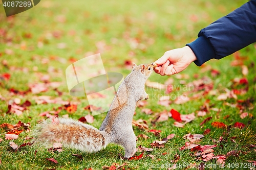 Image of Cute squirrel in the park