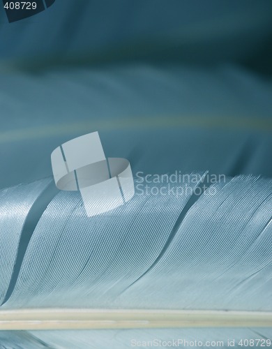 Image of macro feathers