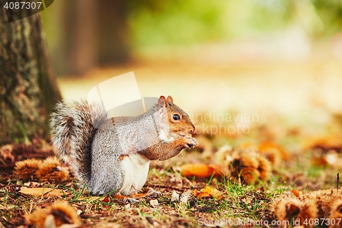 Image of Cute squirrel in autumn scene