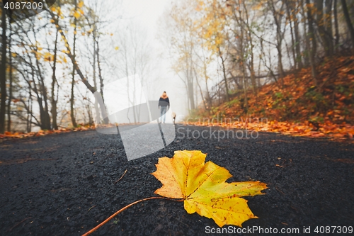 Image of Fallen leaf on the road