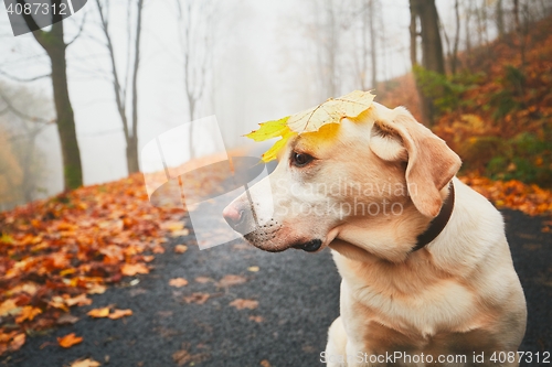 Image of Funny dog in autumn