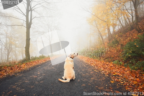 Image of Alone dog in mysterious fog