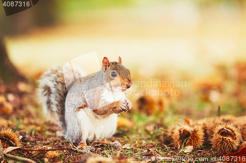 Image of Cute squirrel in autumn scene