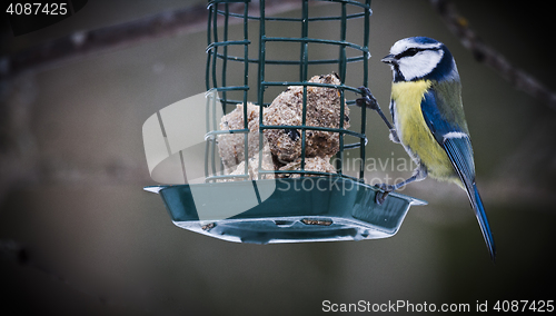 Image of blue tit