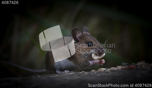 Image of wood mouse