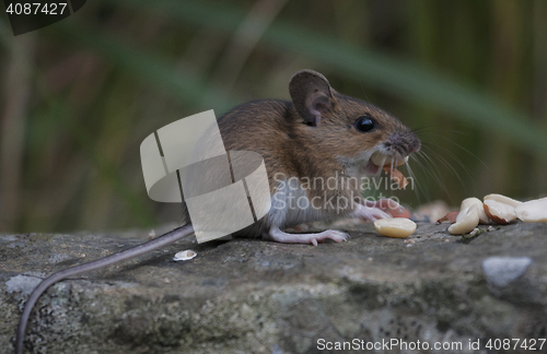 Image of garden mouse