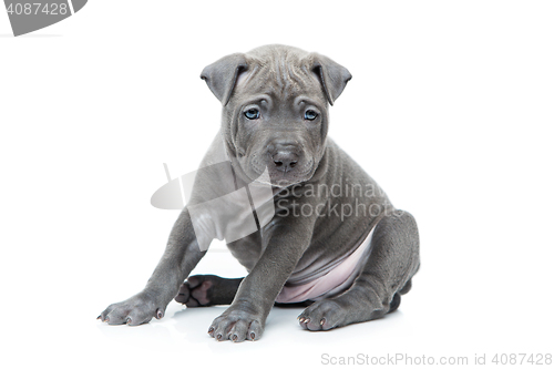 Image of Thai ridgeback puppy isolated on white