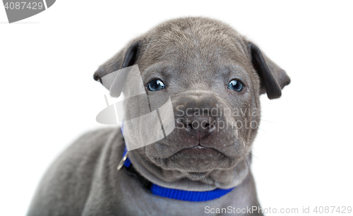 Image of Thai ridgeback puppy isolated on white