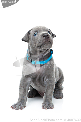 Image of Thai ridgeback puppy isolated on white