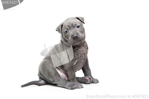 Image of Thai ridgeback puppy isolated on white