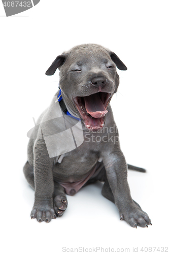 Image of Thai ridgeback puppy yawning