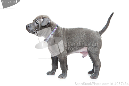 Image of Thai ridgeback puppy isolated on white