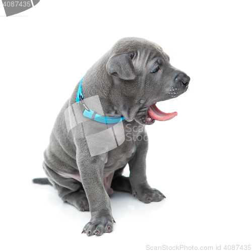 Image of Thai ridgeback puppy yawning