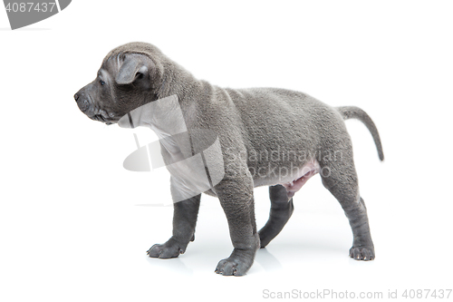 Image of Thai ridgeback puppy isolated on white