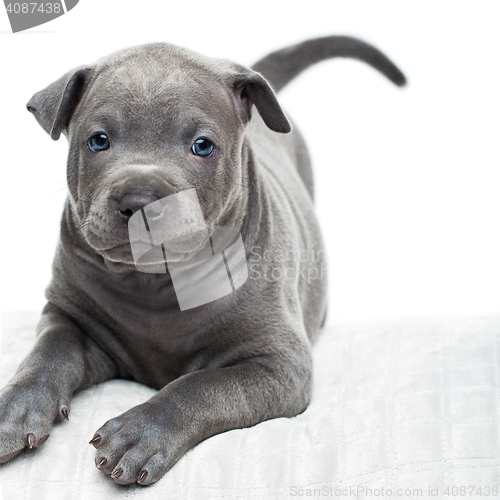 Image of Thai ridgeback puppy isolated on white