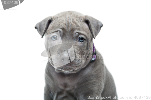 Image of Thai ridgeback puppy isolated on white