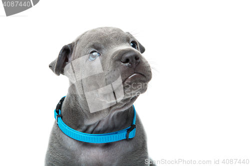 Image of Thai ridgeback puppy isolated on white