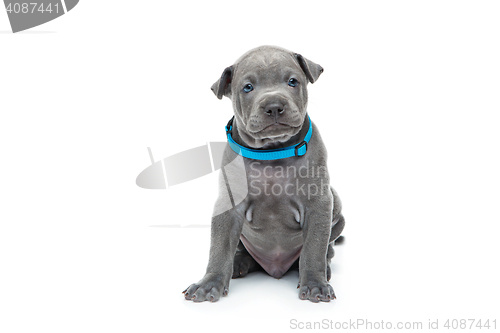 Image of Thai ridgeback puppy isolated on white