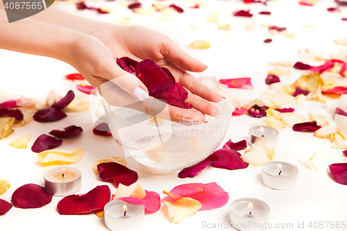 Image of Gentle female hands holding rose petals