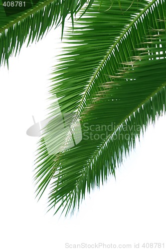 Image of Isolated palmtree