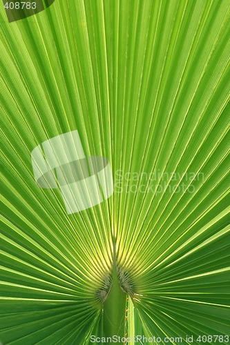 Image of Beautiful Palm Tree Leaf texture