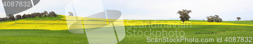 Image of Canola fields and grazing pastures