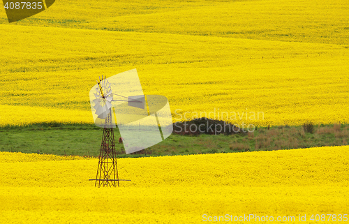 Image of Windmill in a field of Canola