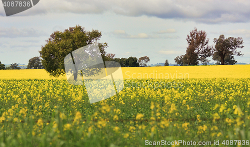 Image of Grazing Canola alongside a field of Canola